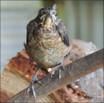 Blackbird chick today