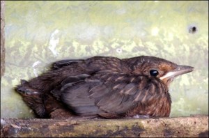 blackbird chick