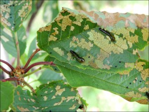 Cherry slugs on my cherry Stella
