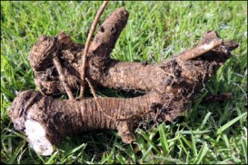 Freshly-dug horseradish root.