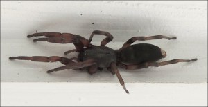 White-tailed Spider