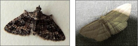 Apple Looper moth and Cabbage Tree moth