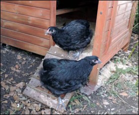 The new black Orpington pullets