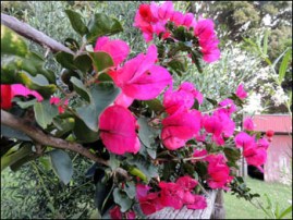 bougainvillea