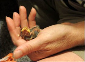 A tiny sparrow chick in my hand