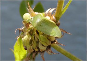 Green Vegetable Bug on Calendula spp. seed-head