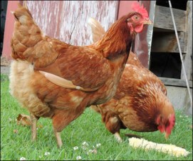Leila and Lottie thinking about sampling the corn