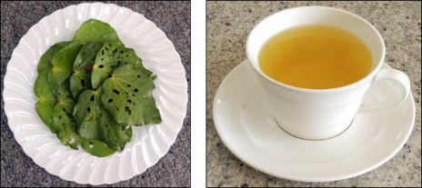 Left to right: kawakawa leaves, kawakawa tea