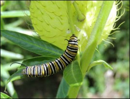 Caterpillar of the Monarch Butterfly, on a Swan Plant