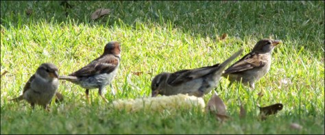 Sparrows eating corn
