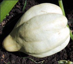 Thelma Saunders Sweet Potato