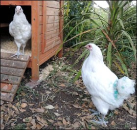 Our new white Orpington hens