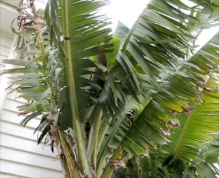 Banana with first sign of flower spike.