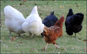 Lottie does like to boss the Orpingtons around, though.