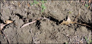 a typical crack opening in our lawn