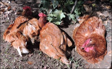 Red shavers taking a dust bath