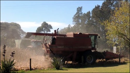 Harvesting the maize