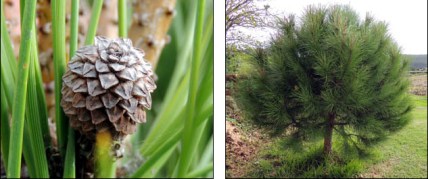 Pine Nut (family Pinaceae, genus Pinus)