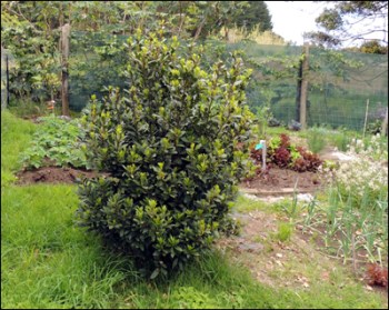 Our young Bay tree (Laurus Nobilis)