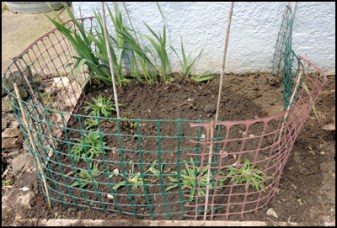 The new site for the dahlias with Campanula persicifolia around the edges.