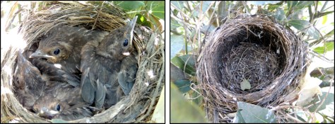 Left: Nest with chicks, 15 October; Right: Empty nest, 17 October.