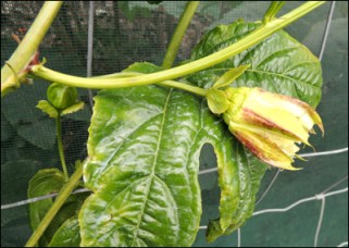 Passion fruit flower, after pollination.