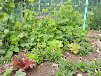 Lettuces and Runner Beans.