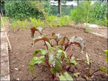 The latest cleared vegetable bed... between the betroot and carrots I sowed edamame and more carrots.