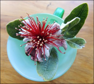 Freshly-plucked Feijoa flower.
