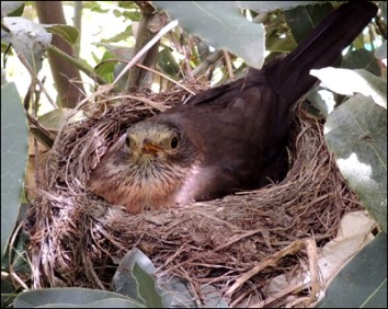 Blackbird hen, back on the nest.
