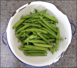 Fresh garden peas.