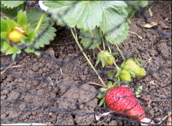 The strawberries are safe from the blackbirds, now.