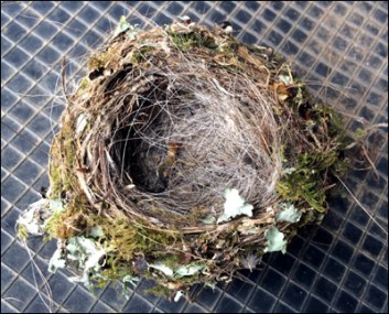 A tiny nest lined with hair of some kind.