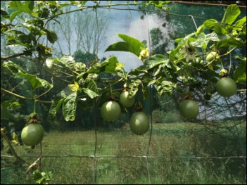 It's going to be a bumper season for passionfruit.