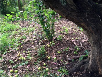 This doesn't really show the extent of the plum loss - they are spread over a wide area of ground