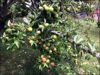 The second plum tree - mostly unaffected by the wind