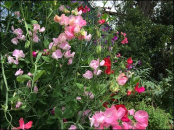 My favourite early Summer flower.