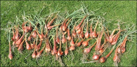 Our harvest of Egyptian Walking Onions