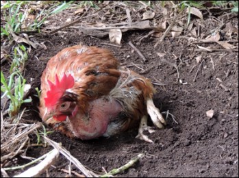One of the hens enjoying a soothing dirt bath.