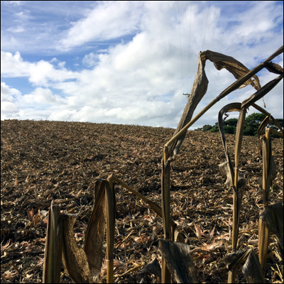 The maize field is now stark against the sky.