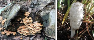 Hypholoma acutum and Coprinus comatus.