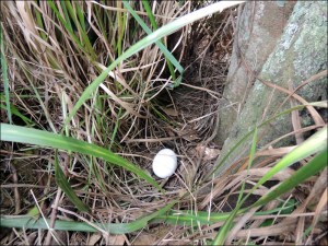 The secret nest area.  We've left a fake egg there so that Perky has something to lay her own egg beside.