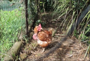 It doesn't seem fair that Perky has to be the one kept away from the outside world.