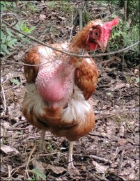 Poor little Perky of the Bare Crop.