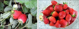 Juicy strawberries growing at the end of Autumn