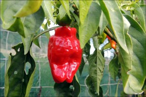 A chile plant in July at South Head.