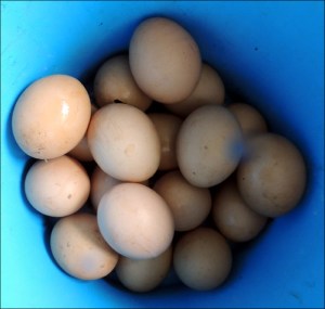 Eggs in a bucket.