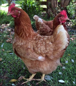 Our saved hen, Honey.