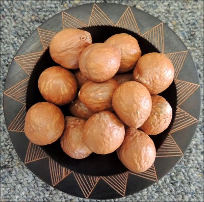 Macadamia Nuts prior to cracking.