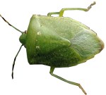 stink bug